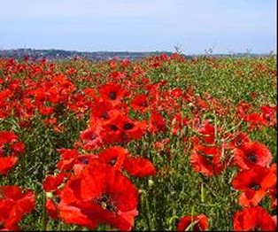 champ de coquelicots