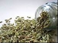 le fenouil le fenouil